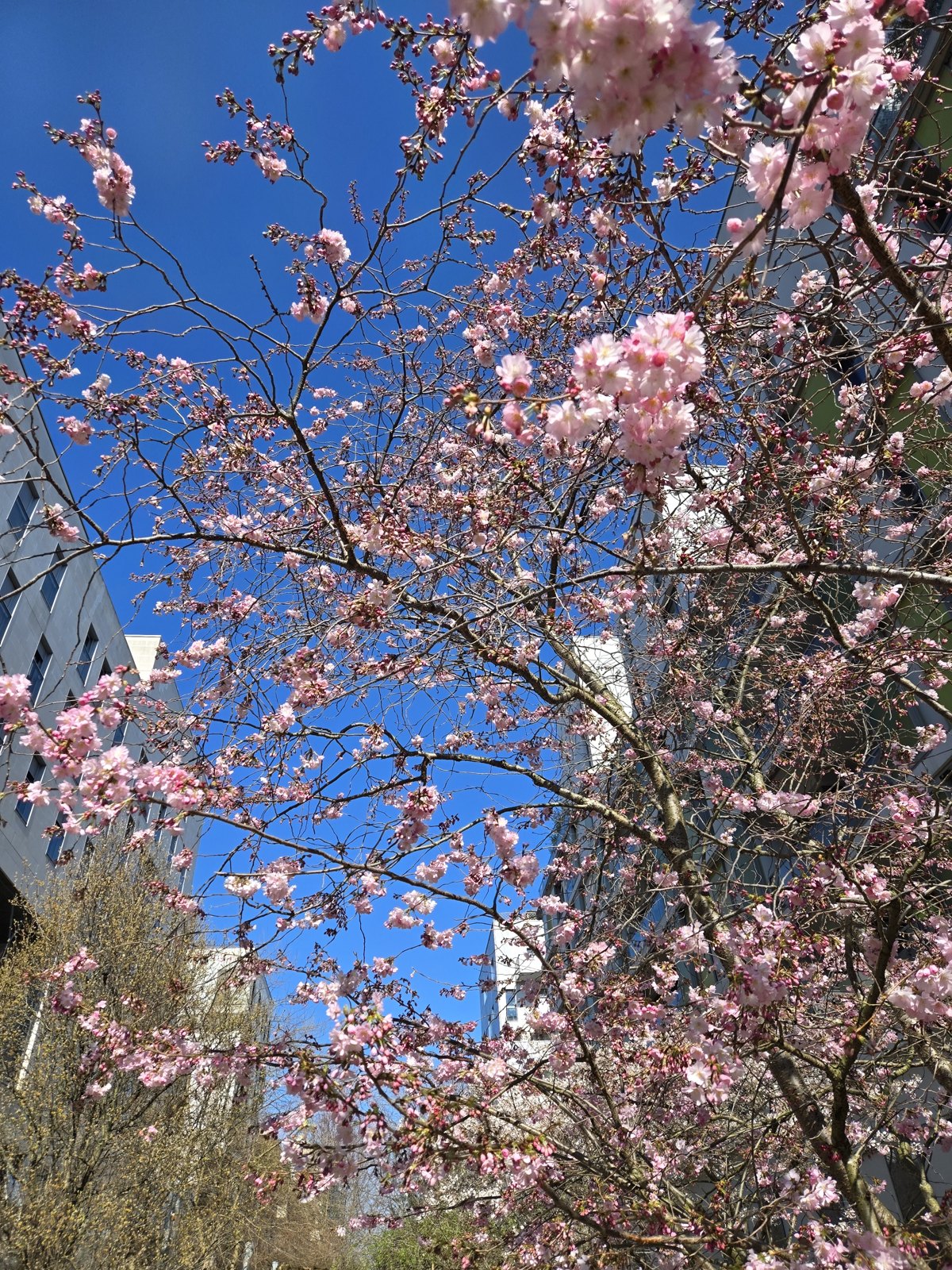 春のパリ、青空と桜
