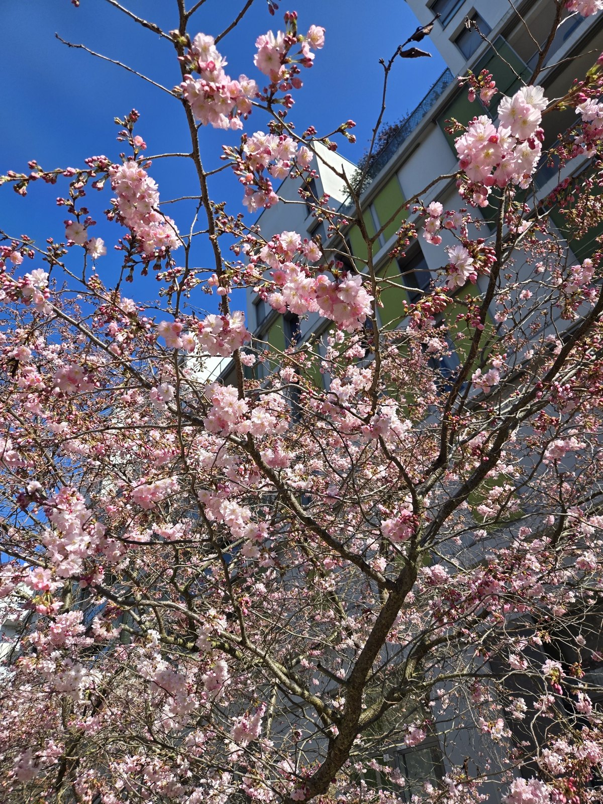 パリの桜並木